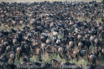 生き物 陸の動物 動物の群れ の画像素材 写真素材ならイメージナビ