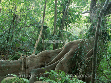 自然 風景 森林 ジャングル の画像素材 写真素材ならイメージナビ