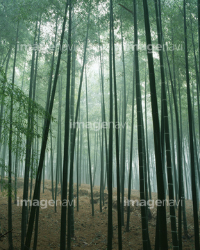 竹藪 霧・気象】の画像素材 | 森林・自然・風景の写真素材ならイメージナビ