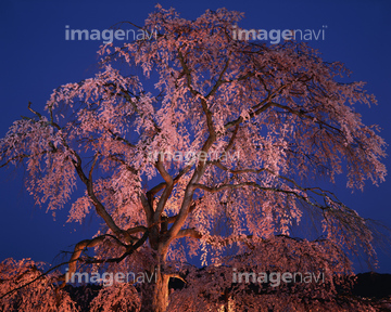 枝垂れ桜 の画像素材 樹木 花 植物の写真素材ならイメージナビ