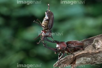 生き物 虫 昆虫 クワガタ カブトムシ 2匹 喧嘩 の画像素材 写真素材ならイメージナビ