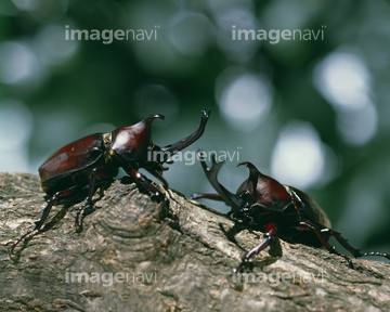 生き物 虫 昆虫 クワガタ カブトムシ の画像素材 写真素材ならイメージナビ