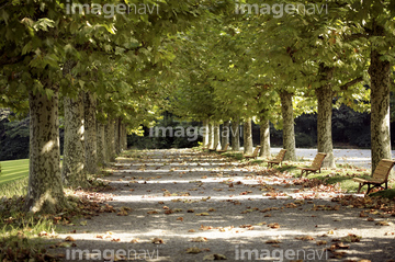 プラタナス並木 の画像素材 樹木 花 植物の写真素材ならイメージナビ
