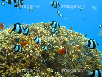 生き物 魚類 海水魚 縞模様 沖縄県 の画像素材 写真素材ならイメージナビ