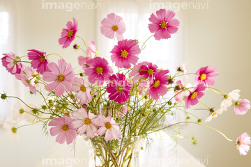 花瓶 コスモス 切り花 の画像素材 花 植物の写真素材ならイメージナビ