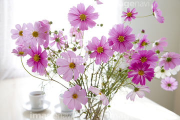 花瓶 コスモス 切り花 の画像素材 花 植物の写真素材ならイメージナビ