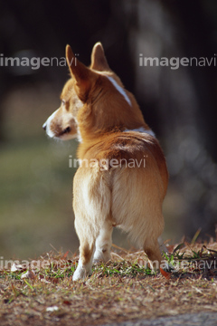 犬 後ろ姿 ウェルシュコーギー の画像素材 ペット 生き物の写真素材ならイメージナビ