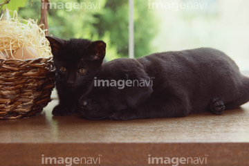 猫 横たわる 黒猫 の画像素材 陸の動物 生き物の写真素材ならイメージナビ