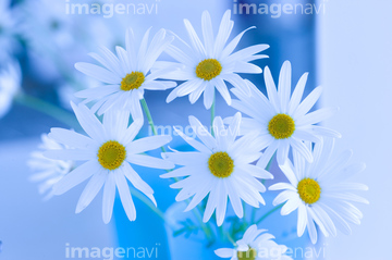 マーガレット 切り花 さわやか の画像素材 花 植物の写真素材ならイメージナビ