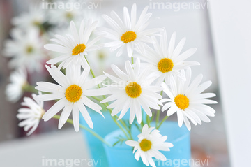 マーガレット 切り花 さわやか の画像素材 花 植物の写真素材ならイメージナビ