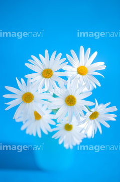 マーガレット 黄色 の画像素材 花 植物の写真素材ならイメージナビ