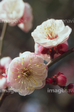 梅 思いのまま の画像素材 花 植物の写真素材ならイメージナビ