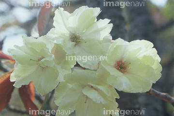 鬱金桜 の画像素材 花 植物の写真素材ならイメージナビ