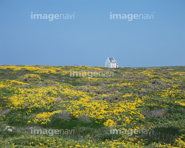 花の草原 の画像素材 花 植物の写真素材ならイメージナビ