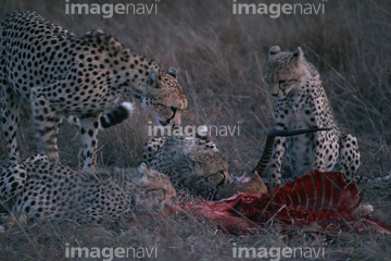 生き物 陸の動物 ヒョウ チーター サバンナ 草原 親子 食物連鎖 の画像素材 写真素材ならイメージナビ