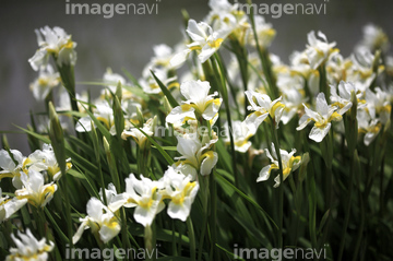 アイリス 花 多い の画像素材 花 植物 イラスト Cgの写真素材ならイメージナビ