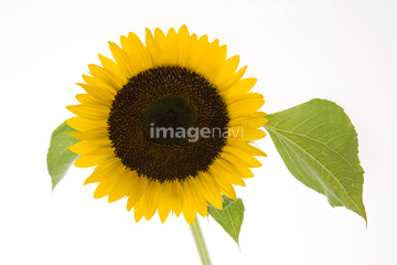 ヒマワリ 葉 の画像素材 花 植物 イラスト Cgの写真素材ならイメージナビ