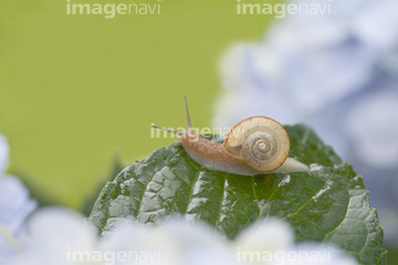 かたつむり 食べ物 全身 の画像素材 虫 昆虫 生き物の写真素材ならイメージナビ