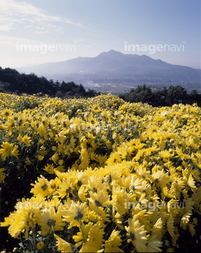 菊 花畑 ふわふわ の画像素材 花 植物の写真素材ならイメージナビ