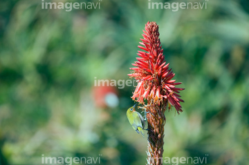 アロエ 花 の画像素材 その他植物 花 植物の写真素材ならイメージナビ