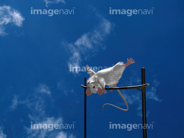 走り高跳び かわいい の画像素材 陸上競技 スポーツの写真素材ならイメージナビ