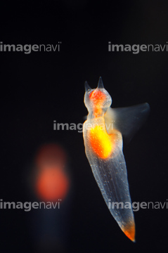 軟体動物 かわいい オレンジ色 の画像素材 海の動物 生き物の写真素材ならイメージナビ