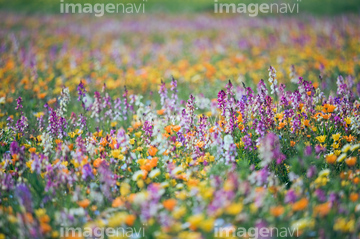 リナリア 黄色 の画像素材 花 植物 イラスト Cgの写真素材ならイメージナビ