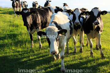 牛 ホルスタイン の画像素材 家畜 生き物の写真素材ならイメージナビ