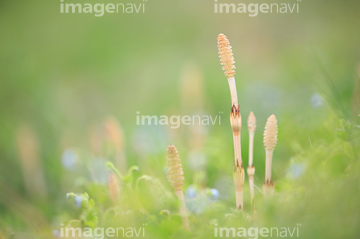 春 つくし 茶色 の画像素材 その他植物 花 植物の写真素材ならイメージナビ