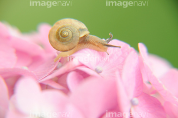 カタツムリ アジサイ かわいい の画像素材 季節 イベント イラスト Cgの写真素材ならイメージナビ