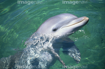 イルカ 夏 かわいい の画像素材 生き物 イラスト Cgの写真素材ならイメージナビ