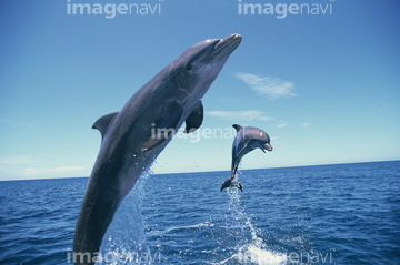 イルカ 海 冬 ジャンプ 動作 の画像素材 海の動物 生き物の写真素材ならイメージナビ