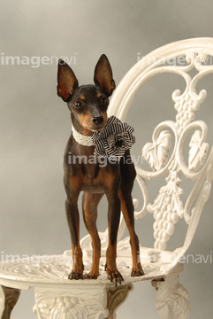 トイテリア の画像素材 ペット 生き物の写真素材ならイメージナビ