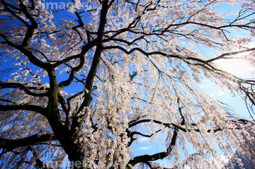 桜 幹 の画像素材 樹木 花 植物の写真素材ならイメージナビ