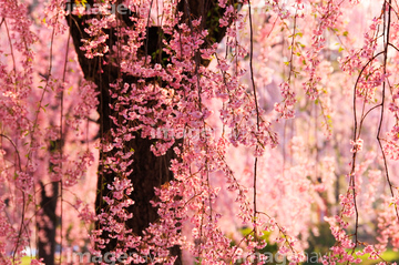 枝垂れ桜 の画像素材 樹木 花 植物の写真素材ならイメージナビ