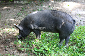 六白黒豚 の画像素材 和食 食べ物の写真素材ならイメージナビ
