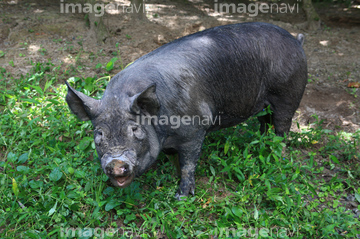 六白黒豚 の画像素材 和食 食べ物の写真素材ならイメージナビ