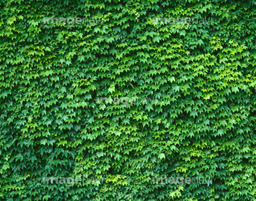 壁面緑化 ツタ 新緑 の画像素材 その他植物 花 植物の写真素材ならイメージナビ