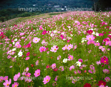 妙義荒船佐久高原国定公園 の画像素材 花 植物の写真素材ならイメージナビ