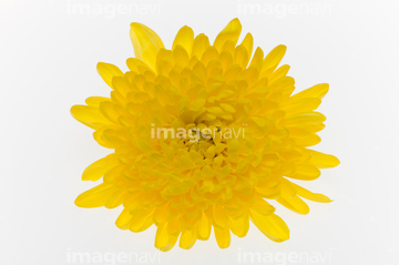 食用菊 の画像素材 花 植物の写真素材ならイメージナビ