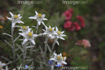 エーデルワイス の画像素材 花 植物の写真素材ならイメージナビ