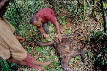ウエスタンローランドゴリラ 死体 の画像素材 陸の動物 生き物の写真素材ならイメージナビ