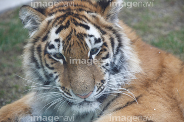 生き物 > 陸の動物 > ライオン・トラ，1】の画像素材 | 写真素材なら 