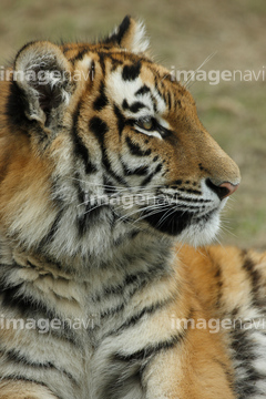 生き物 > 陸の動物 > ライオン・トラ，1】の画像素材 | 写真素材なら 