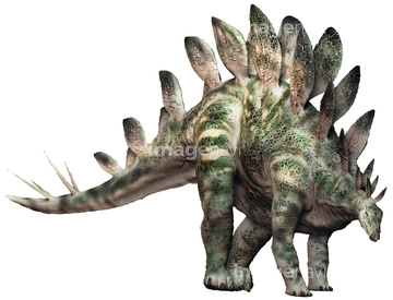 ステゴサウルス の画像素材 科学 テクノロジーの写真素材ならイメージナビ