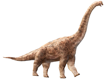 ブラキオサウルス の画像素材 生き物 イラスト Cgの写真素材ならイメージナビ