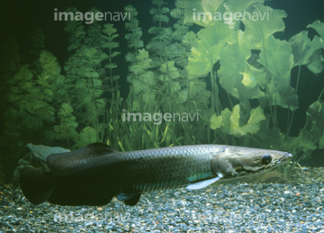 ピラルクー の画像素材 魚類 生き物の写真素材ならイメージナビ