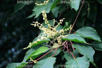 赤芽槲 の画像素材 花 植物の写真素材ならイメージナビ