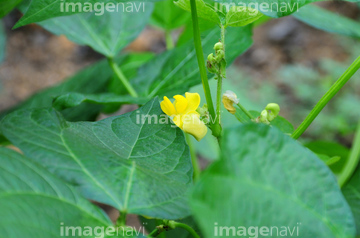 小豆 花の部分 の画像素材 健康管理 ライフスタイルの写真素材ならイメージナビ