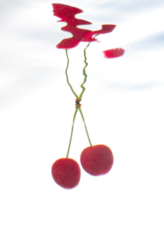 食べ物 果物 サクランボ の画像素材 写真素材ならイメージナビ